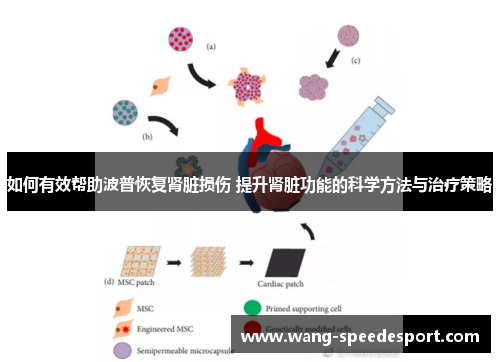 如何有效帮助波普恢复肾脏损伤 提升肾脏功能的科学方法与治疗策略